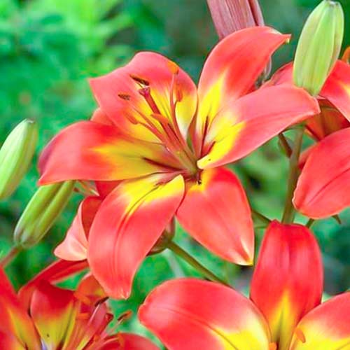 Лилия азиатская Форевер Линда изображение 1 артикул 70431