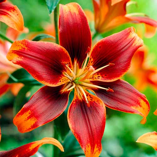 Лилия азиатская Форевер Сьюзан изображение 1 артикул 68939