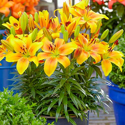 Лилия азиатская Голден Джой артикул фото 1 Лилия азиатская Голден Джой изображение 1 артикул 76603