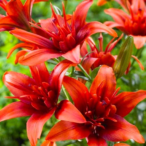 Лилия азиатская Коктейль Твинс изображение 1 артикул 70426