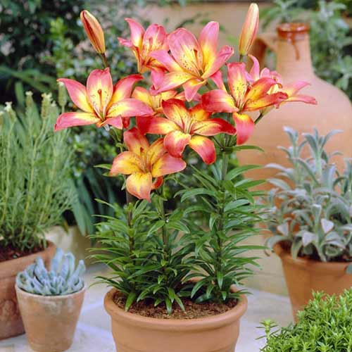 Лилия азиатская Коста Дель Сол изображение 1 артикул 76604