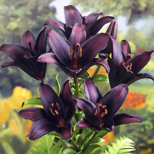 Лилия азиатская Ландини изображение 1 артикул 76116