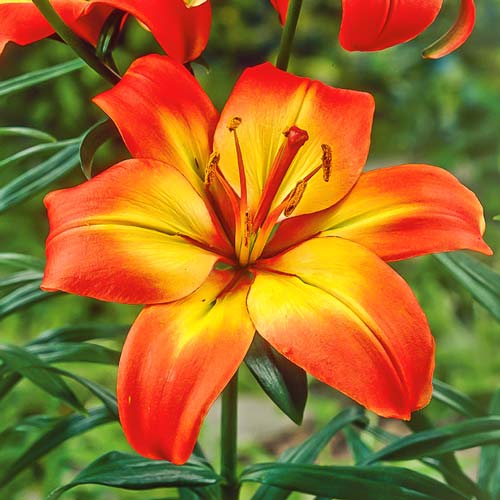 Лилия азиатская Линда изображение 1 артикул 68930