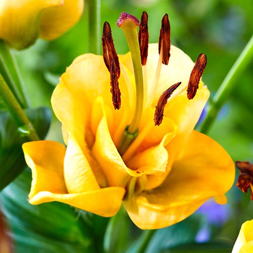 Лилия азиатская махровая Априкот Фьюдж изображение 2 артикул 67232