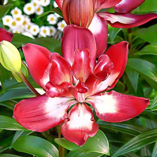 Лилия азиатская махровая Дабл Сенсейшн изображение 1 артикул 68932