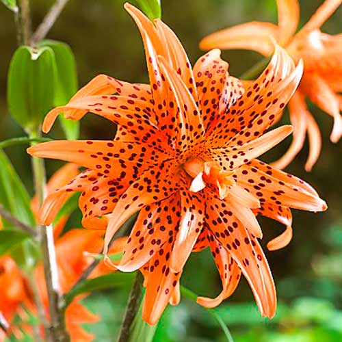 Лилия азиатская махровая Флоре Плено изображение 1 артикул 68936