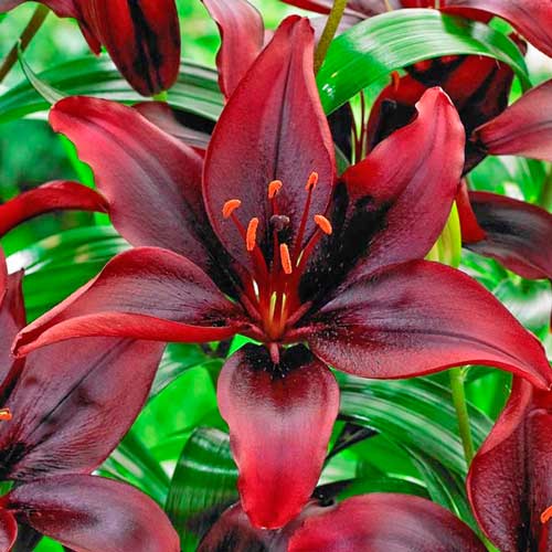 Лилия азиатская Мапира изображение 1 артикул 76471