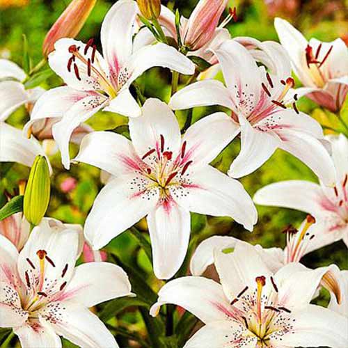 Лилия азиатская Марсель изображение 1 артикул 70210