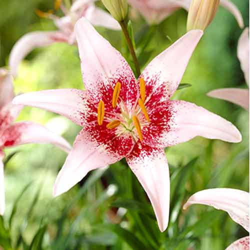 Лилия азиатская Пинк Пикселс изображение 1 артикул 76605