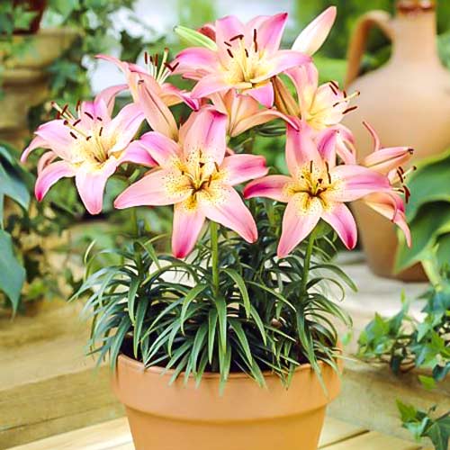 Лилия азиатская Пинк Пикси изображение 1 артикул 68928