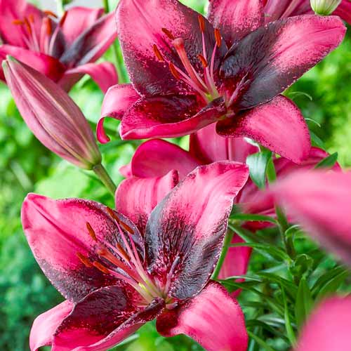 Лилия азиатская Пурпл Ай изображение 1 артикул 76118