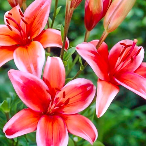 Лилия азиатская Ред Электрик изображение 1 артикул 76321