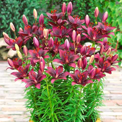 Лилия азиатская Свит Лорд изображение 1 артикул 68929