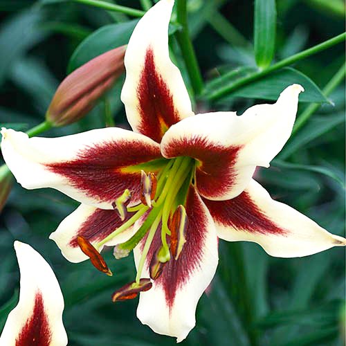 Лилия Беверли Дрим изображение 2 артикул 61057