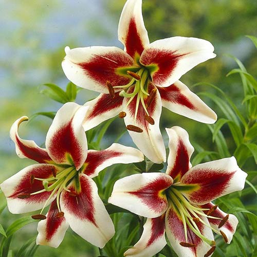 Лилия Беверли Дрим изображение 1 артикул 61057