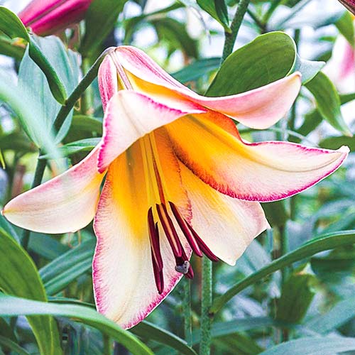 Лилия Бейджинг Мун изображение 1 артикул 61059