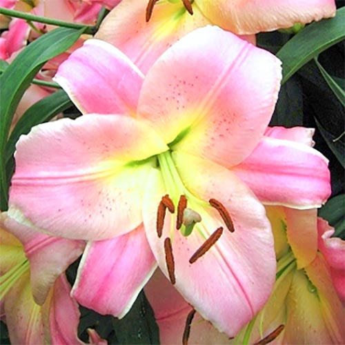 Лилия Бейвотч изображение 1 артикул 61058