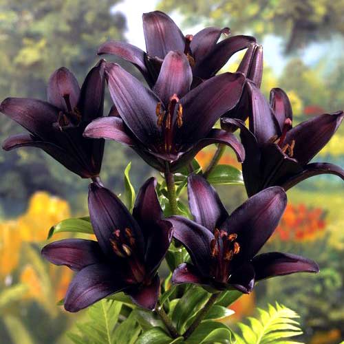 Лилия Черная артикул фото 1 Лилия Черная изображение 1 артикул 2953