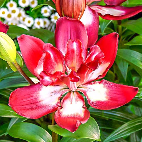 Лилия Дабл Сенсейшн изображение 1 артикул 61078