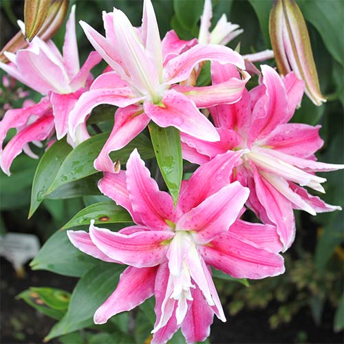 Лилия Дабл Йозеф изображение 1 артикул 61073