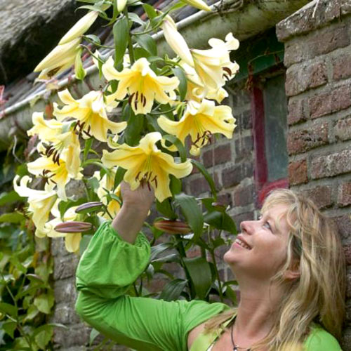 Лилия-дерево Медовый месяц артикул фото 1 Лилия-дерево Медовый месяц изображение 1 артикул 3255