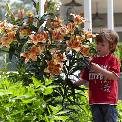 Лилия-дерево Монтего Бэй изображение 1 артикул 68952