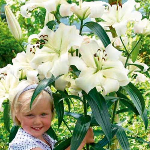 Лилия-дерево Претти Вумен изображение 1 артикул 76318