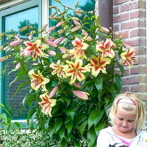 Лилия-дерево Роберт Свонсон изображение 1 артикул 68955