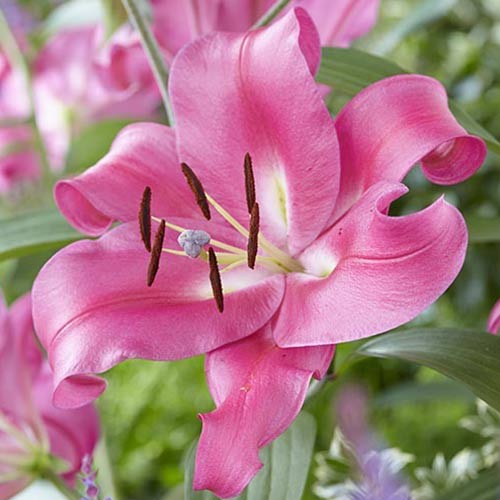 Лилия-дерево Робина артикул фото 1 Лилия-дерево Робина изображение 1 артикул 76608