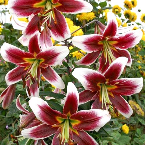 Лилия Джудит Саффинья изображение 1 артикул 61063