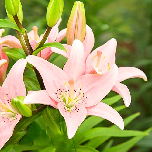 Лилия Элоди изображение 1 артикул 67633