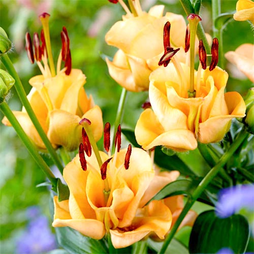 Лилия азиатская Эприкот Фадж изображение 1 артикул 76302