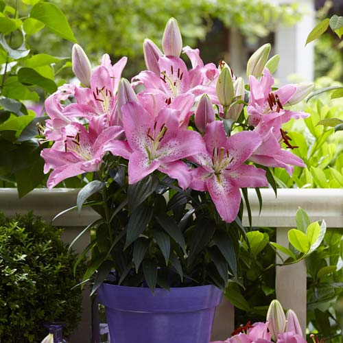 Лилия восточная Фаролито изображение 1 артикул 76308