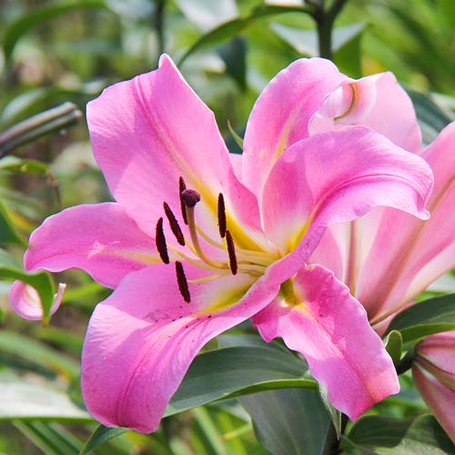 Лилия-дерево Дольче Габбана изображение 1 артикул 76112