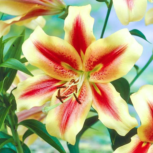 Лилия-гигант (ОТ-гибрид) Шокинг изображение 1 артикул 67230