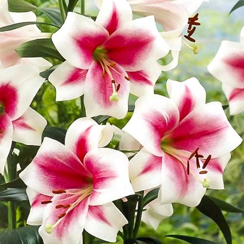 Лилия-гигант (ОТ-гибрид) Сонора изображение 1 артикул 67394