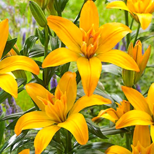 Лилия Голд Твин изображение 1 артикул 61077