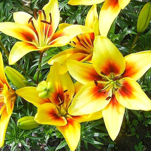 Лилия азиатская Гранд Крю изображение 1 артикул 76468