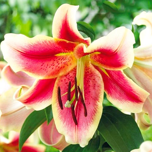 Лилия-дерево Холланд Бьюти изображение 1 артикул 76310