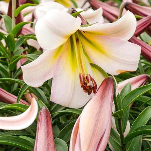 Лилия Истерн Мун изображение 1 артикул 61064