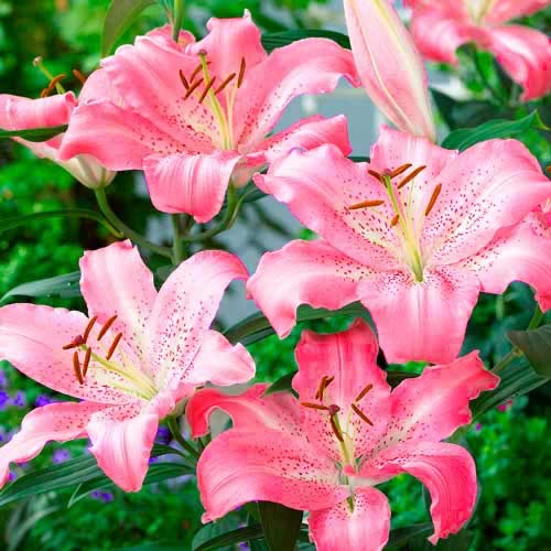 Лилия восточная Кей Вест изображение 1 артикул 70433