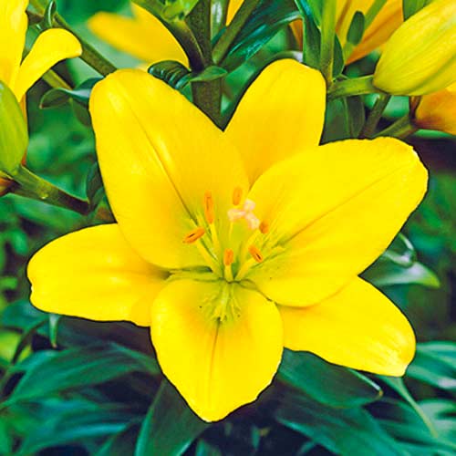 Лилия (ЛА-гибрид) Голден Тайкун изображение 1 артикул 70468