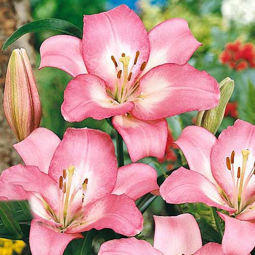 Лилия (ЛА-гибрид) Самур изображение 1 артикул 70274