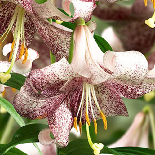 Лилия Ланкон артикул фото 1 Лилия Ланкон изображение 1 артикул 67626