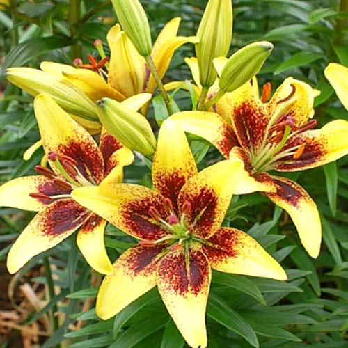 Лилия азиатская Латвия изображение 1 артикул 67627