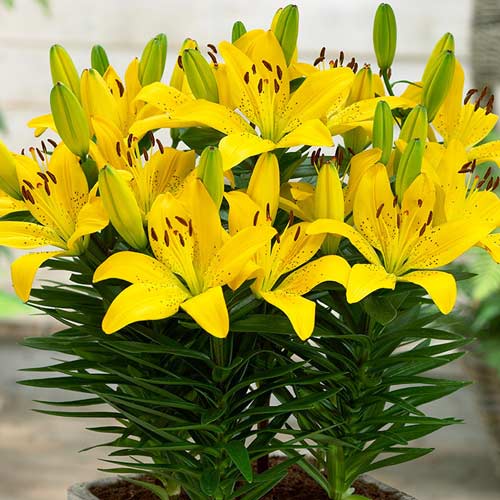 Лилия Лемон Пикси  изображение 1 артикул 2956