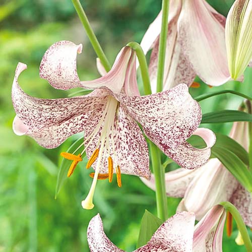 Лилия (ЛО-гибрид) Ланкон изображение 1 артикул 76312