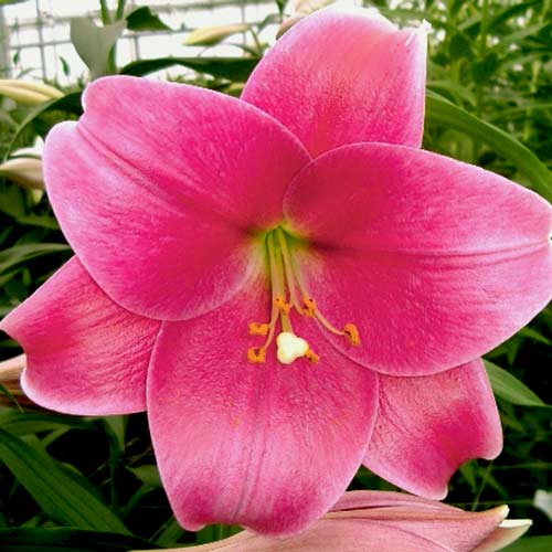 Лилия (ЛО-гибрид) Пинк Хевен артикул фото 1 Лилия (ЛО-гибрид) Пинк Хевен изображение 1 артикул 76317