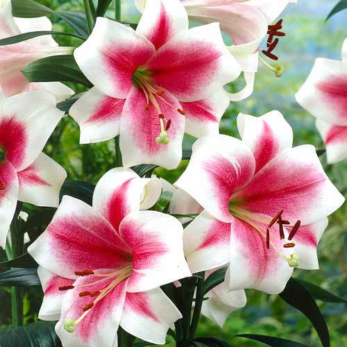 Лилия (ЛО-гибрид) Триумфатор изображение 1 артикул 76324