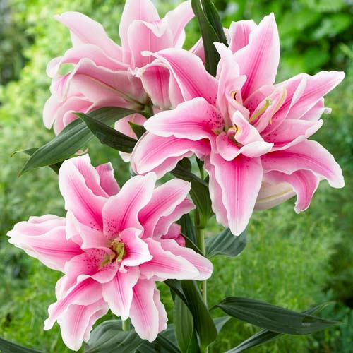 Лилия махровая Софт Мьюзик изображение 1 артикул 68316